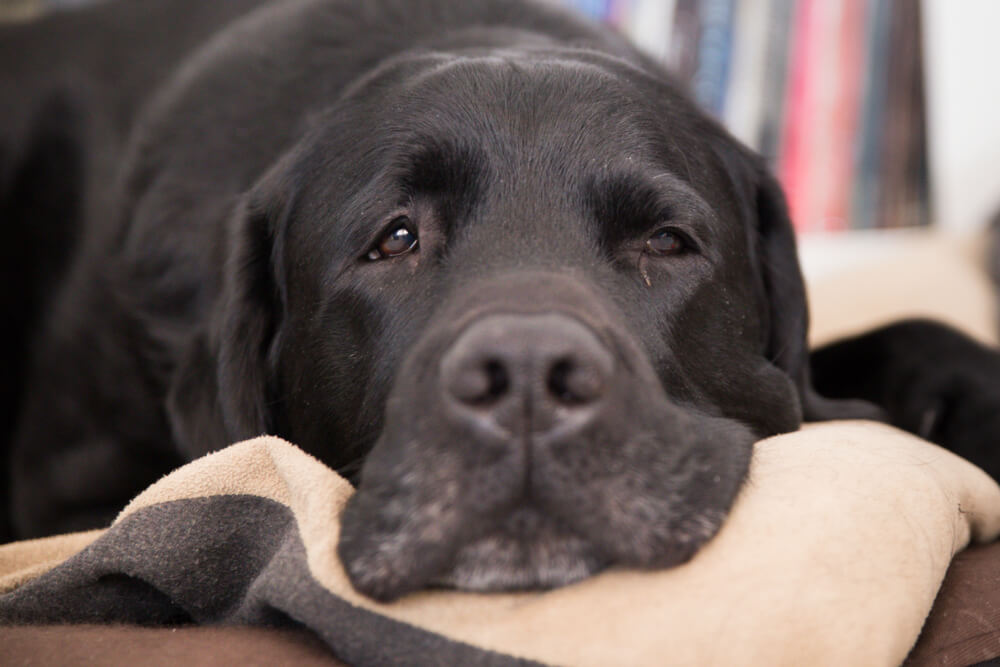 レトリーバー,シニア,イヤイヤ期