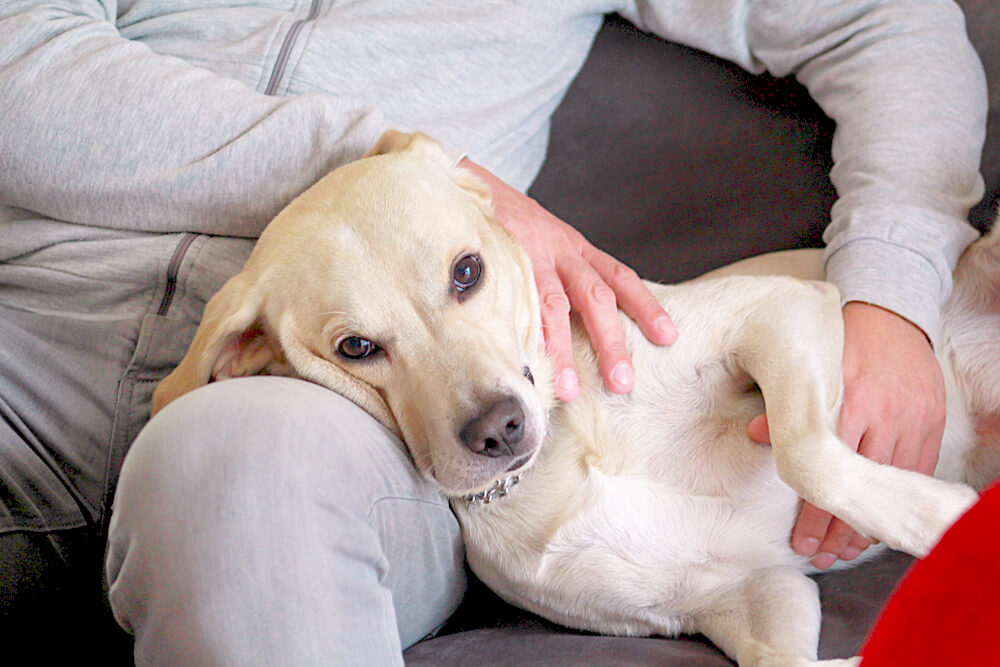 レトリーバー,グリーフケア