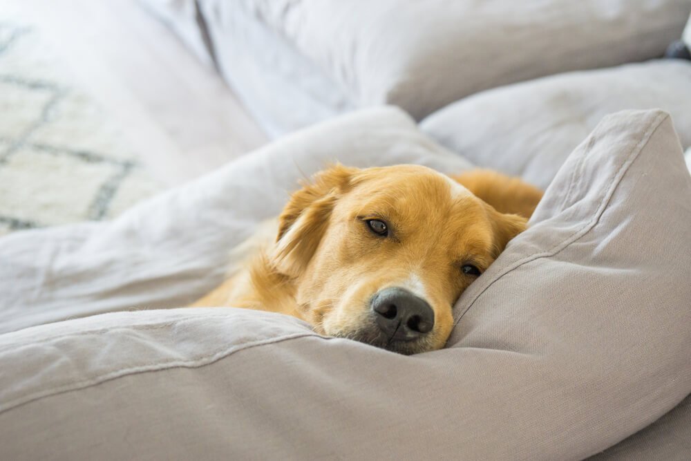 レトリーバー,グリーフケア