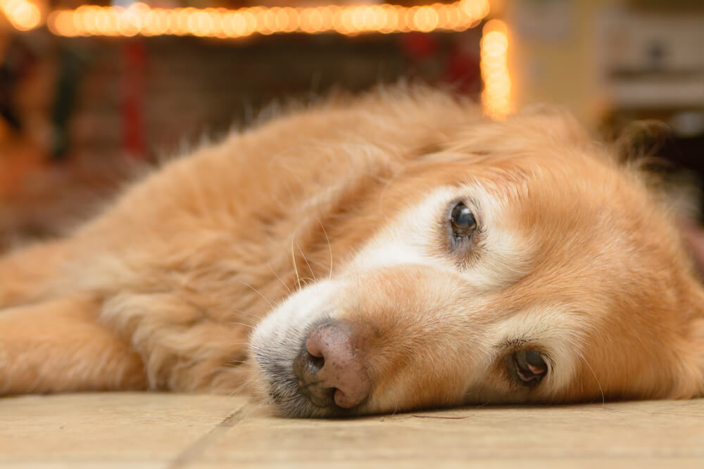 レトリーバー,シニア,イヤイヤ期