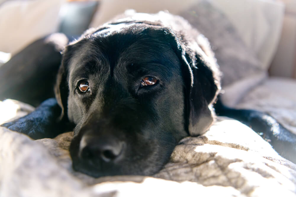 レトリーバー,グリーフケア