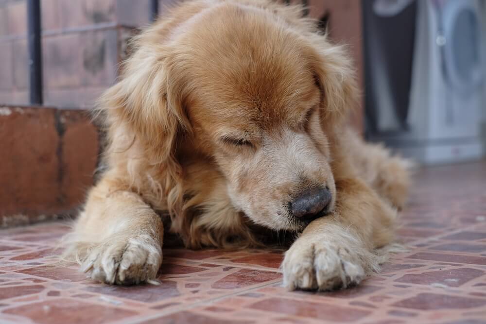 レトリーバー,シニア,イヤイヤ期