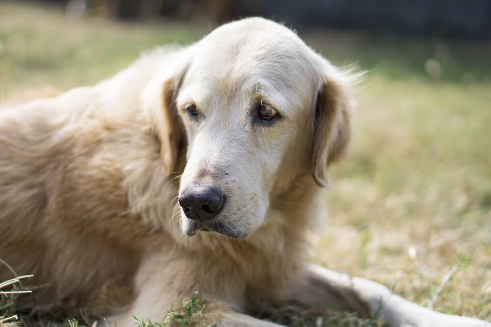 レトリーバー,シニア,イヤイヤ期