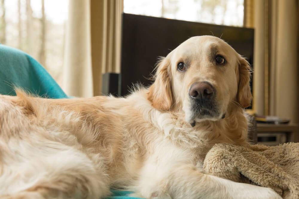 レトリーバー,グリーフケア