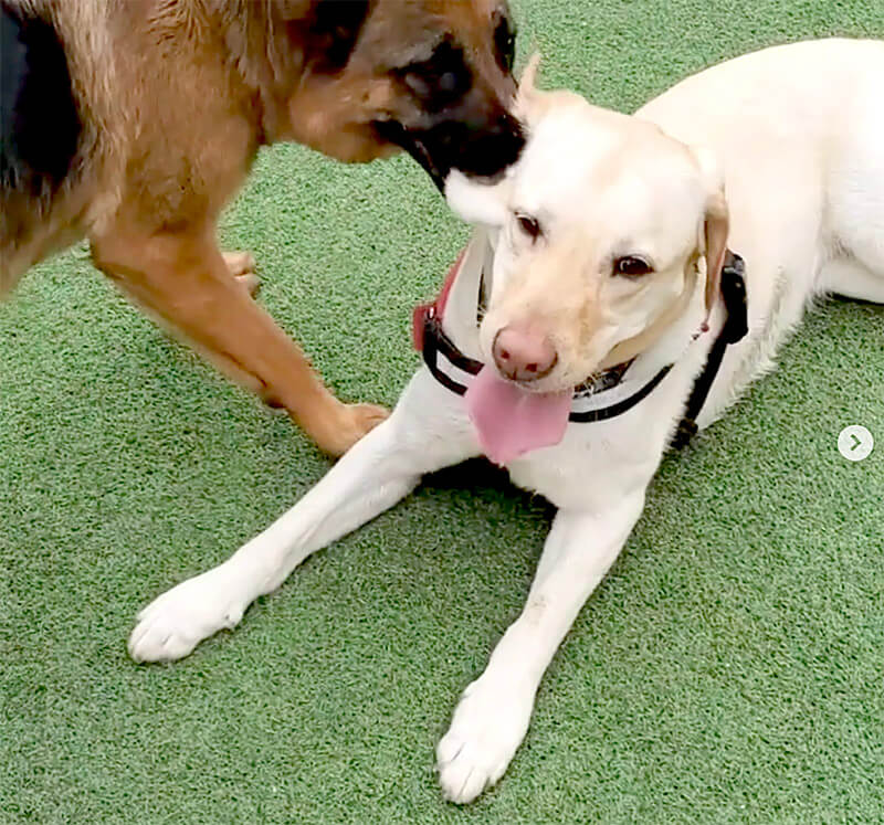 ラブラドールレトリーバー,動画