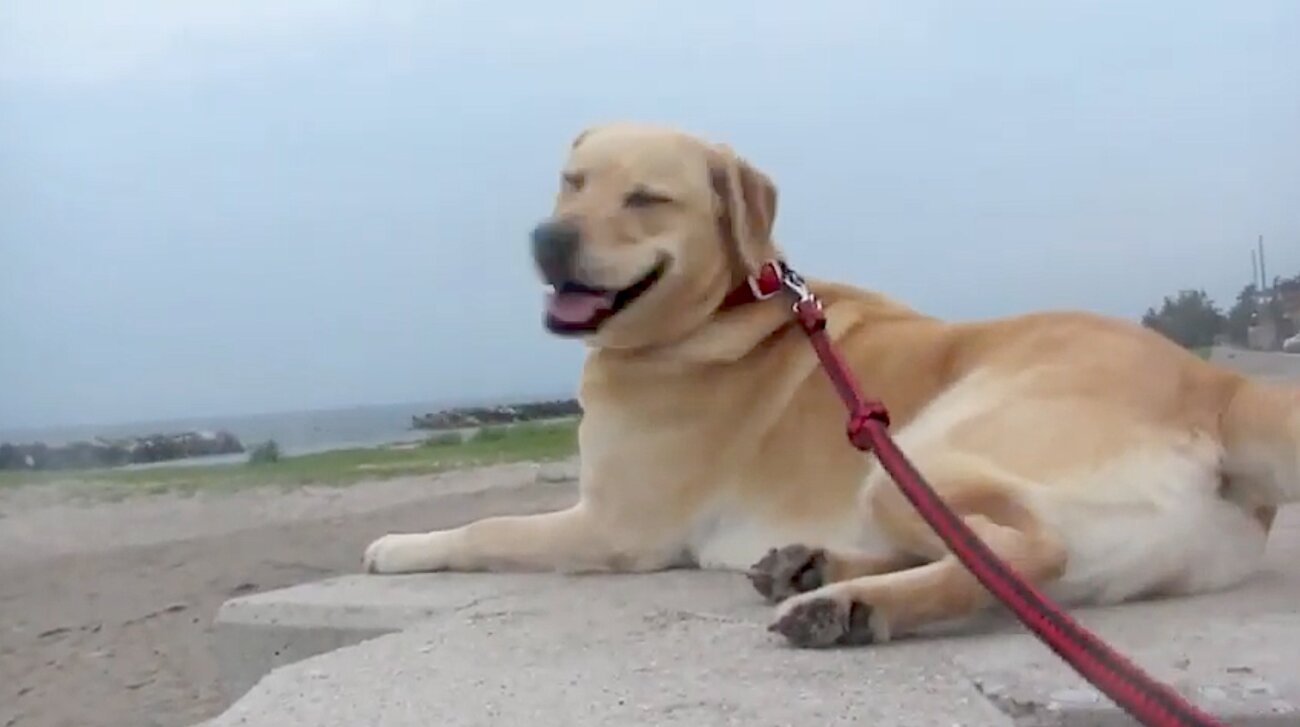 ラブラドールレトリーバー,動画