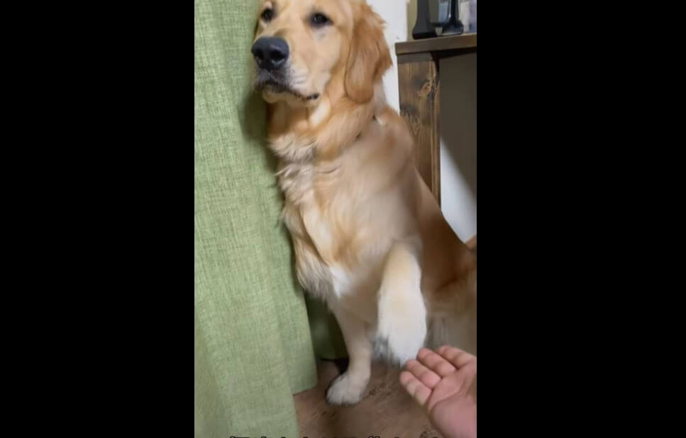 ゴールデンレトリーバー,動画