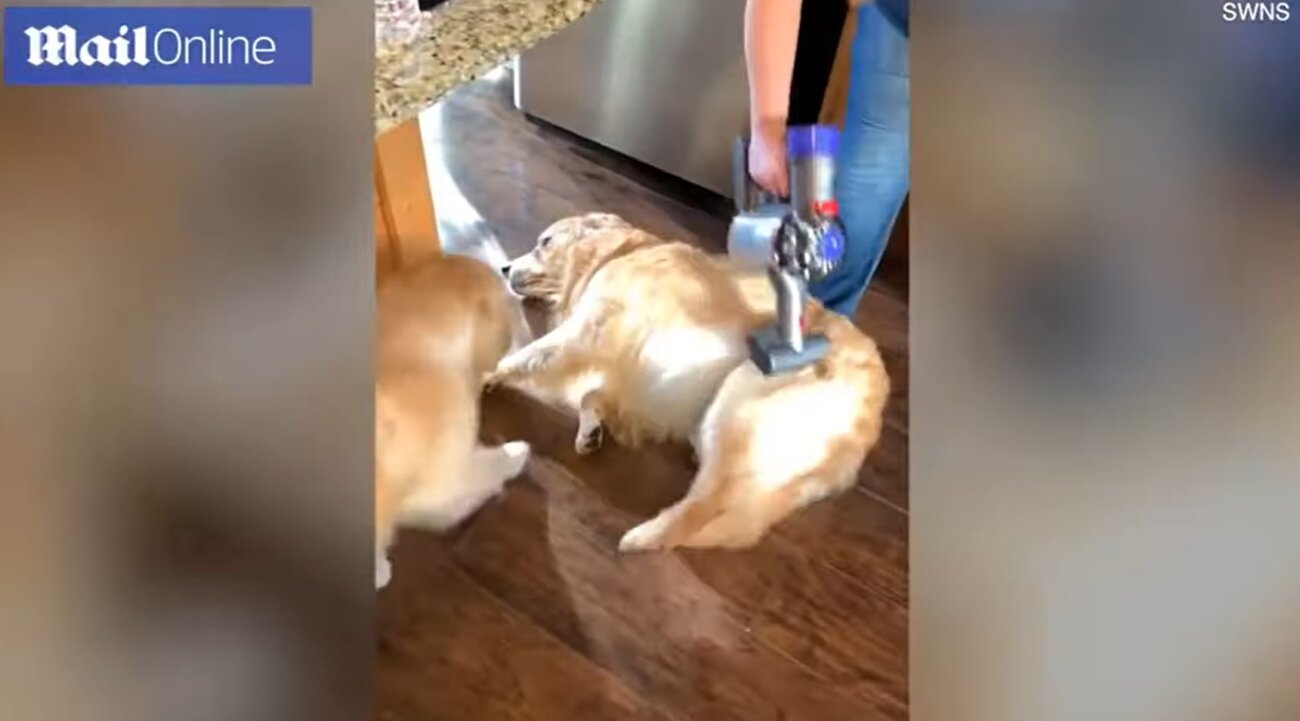 ゴールデンレトリーバー,動画