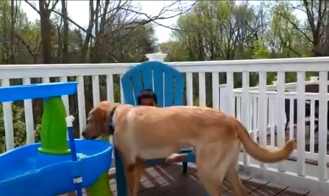 ラブラドールレトリーバー,動画