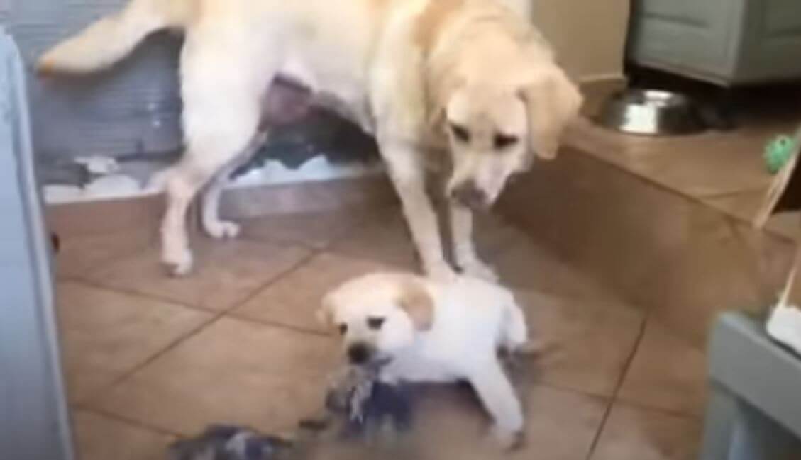 ラブラドールレトリーバー,動画