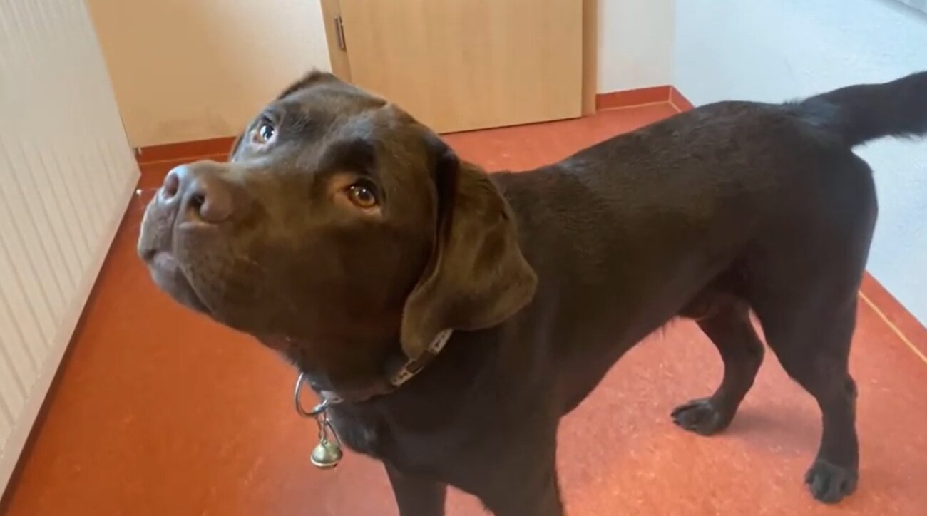 ラブラドールレトリーバー,動画