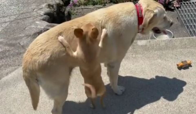 ラブラドールレトリーバー,動画