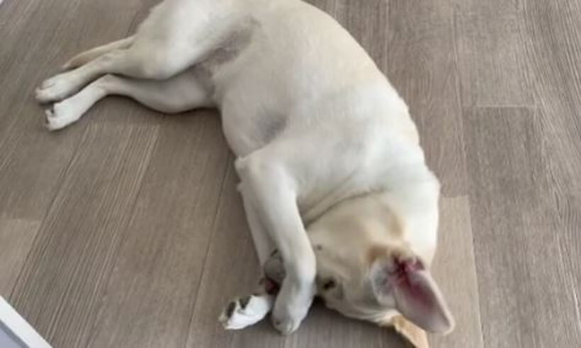 ラブラドールレトリーバー,動画