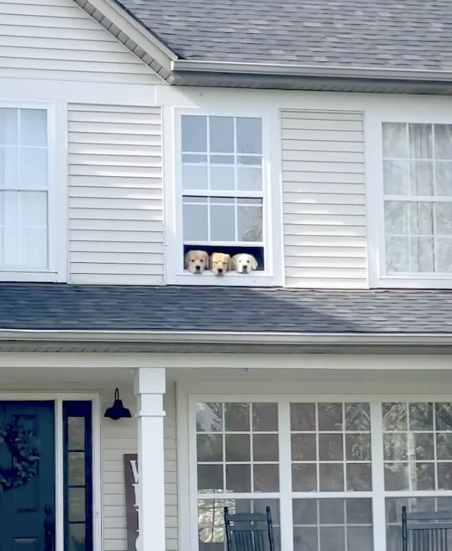 ゴールデンレトリーバー,動画