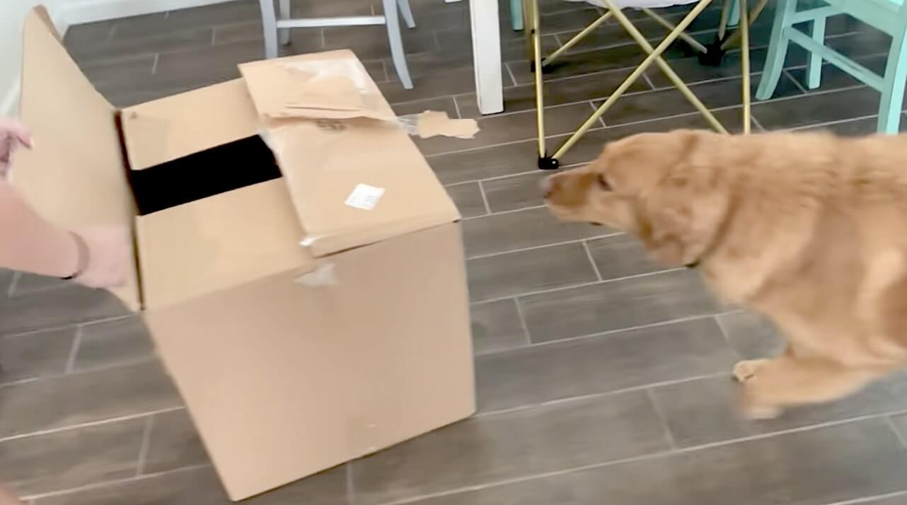 ゴールデンレトリーバー,動画