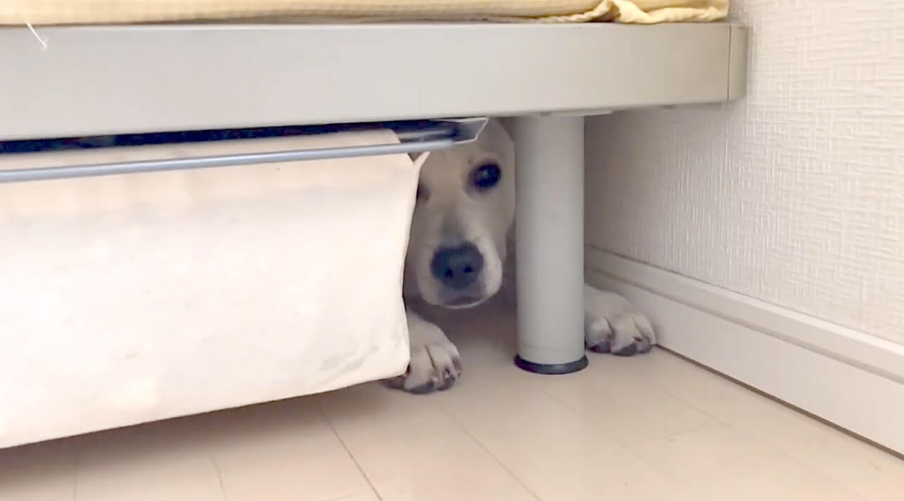 ラブラドールレトリーバー,動画