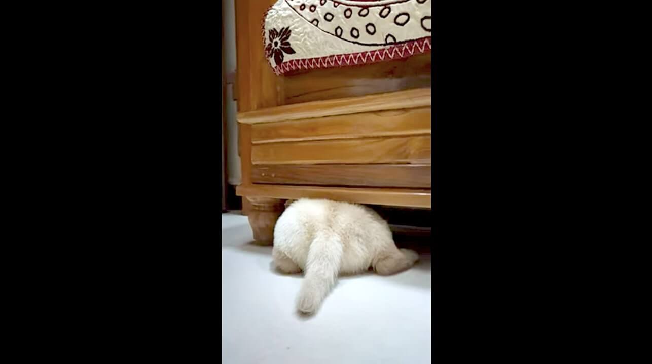 ラブラドールレトリーバー,動画