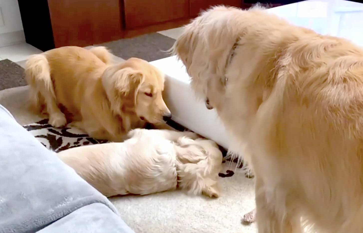 ゴールデンレトリーバー,動画