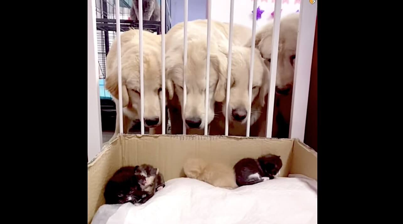 ゴールデンレトリーバー,動画