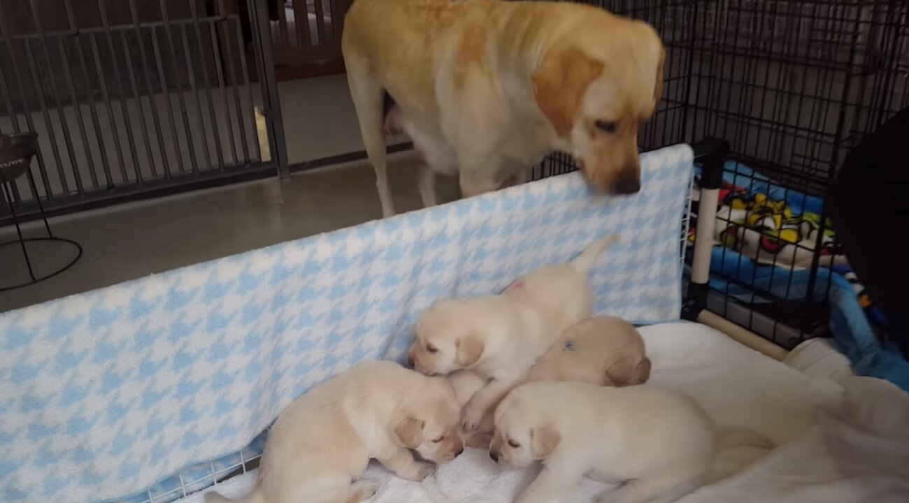 ラブラドールレトリーバー,動画