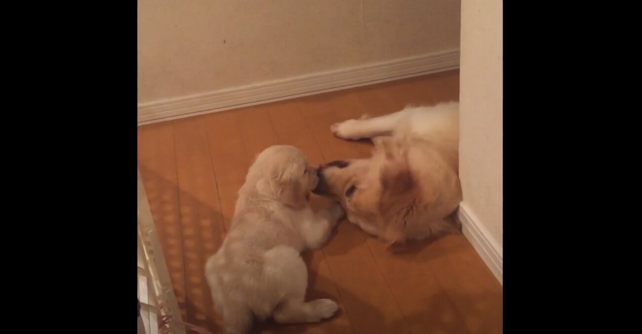 ゴールデンレトリーバー,動画