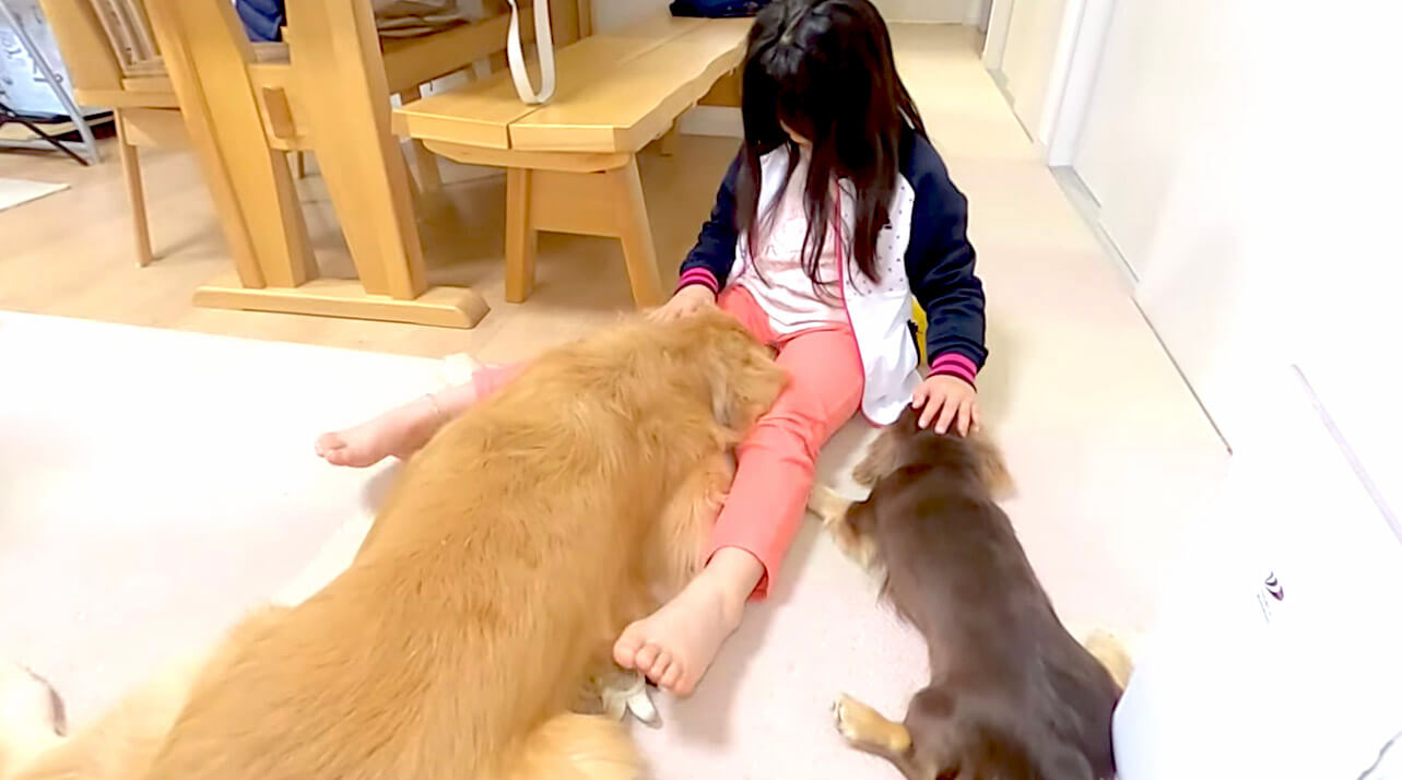 ラブラドールレトリーバー,動画