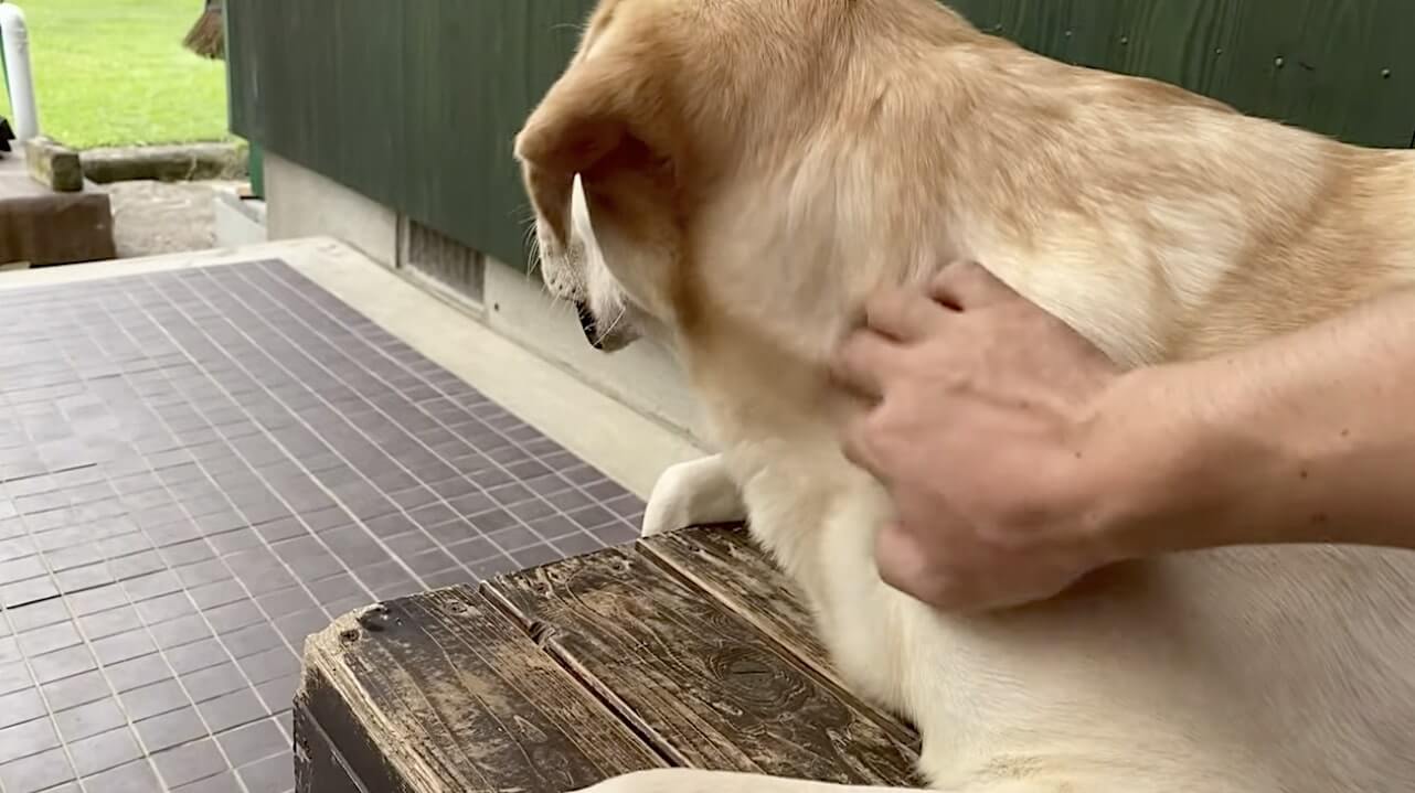 ラブラドールレトリーバー,動画