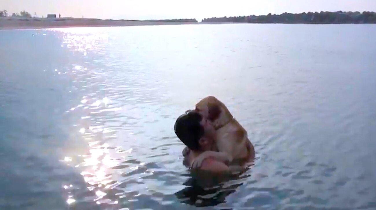 ラブラドールレトリーバー,動画