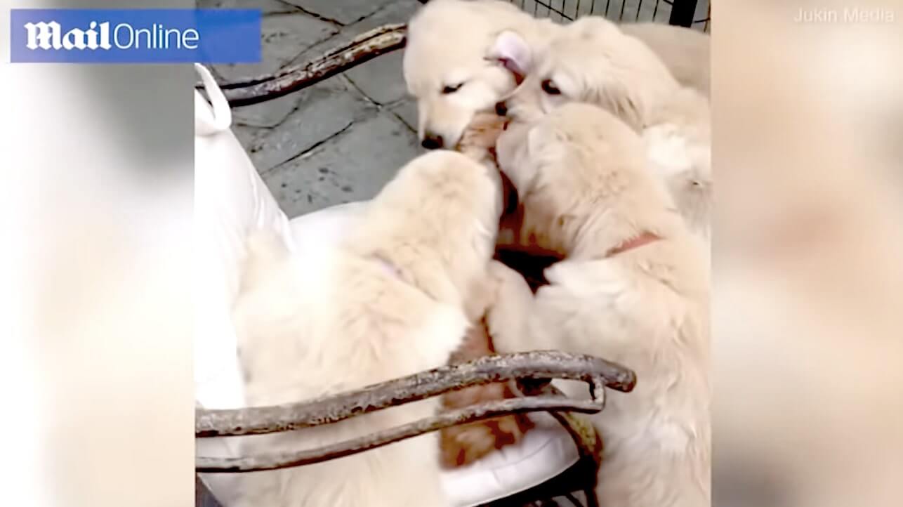 ゴールデンレトリーバー,動画