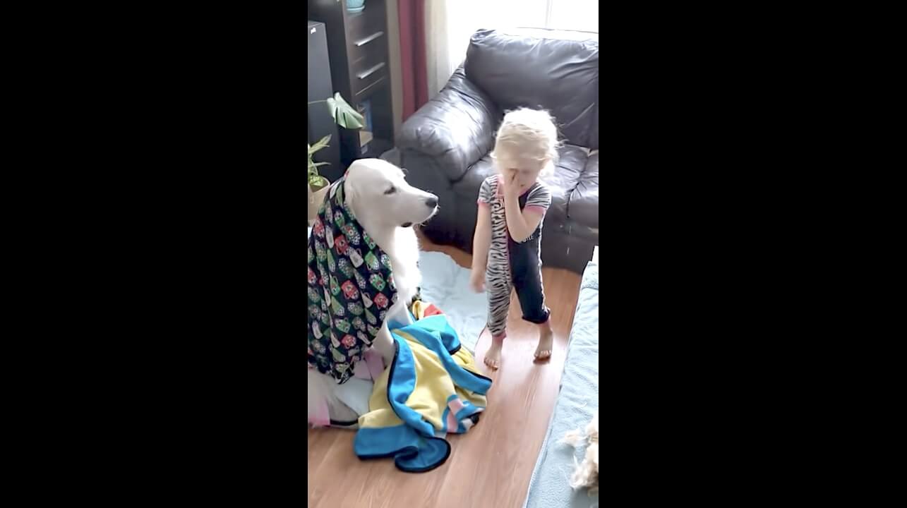 ゴールデンレトリーバー,動画