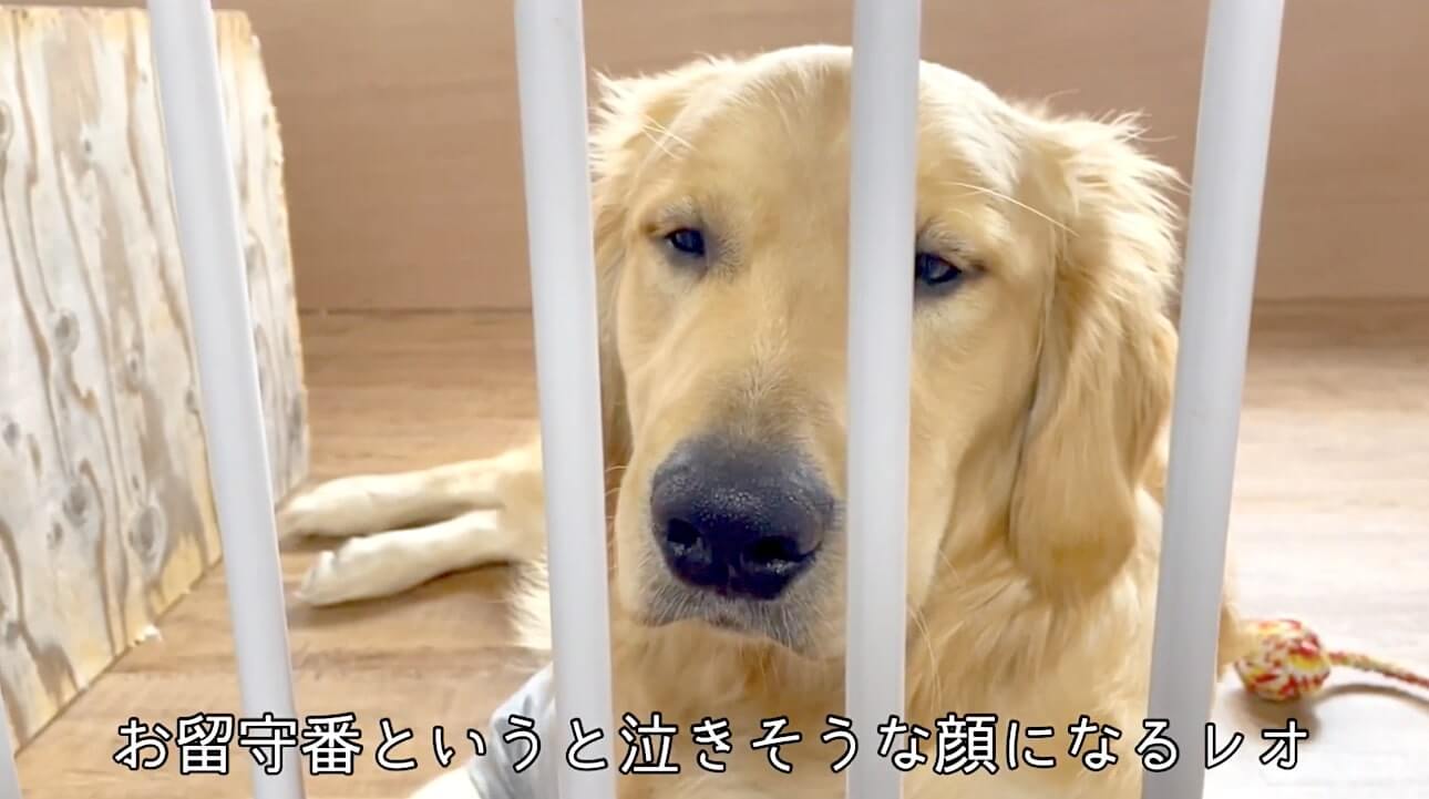 ゴールデンレトリーバー,動画