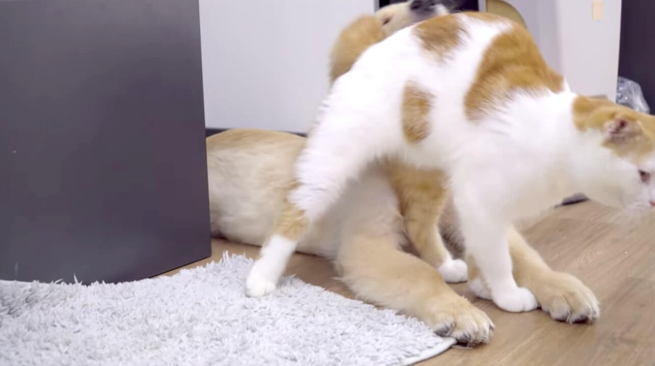 ゴールデンレトリーバー,動画