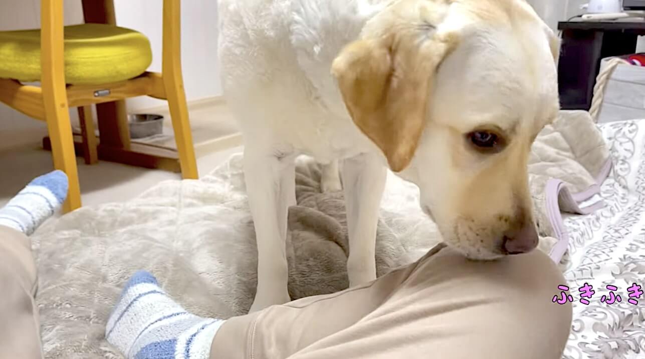 ラブラドールレトリーバー,動画