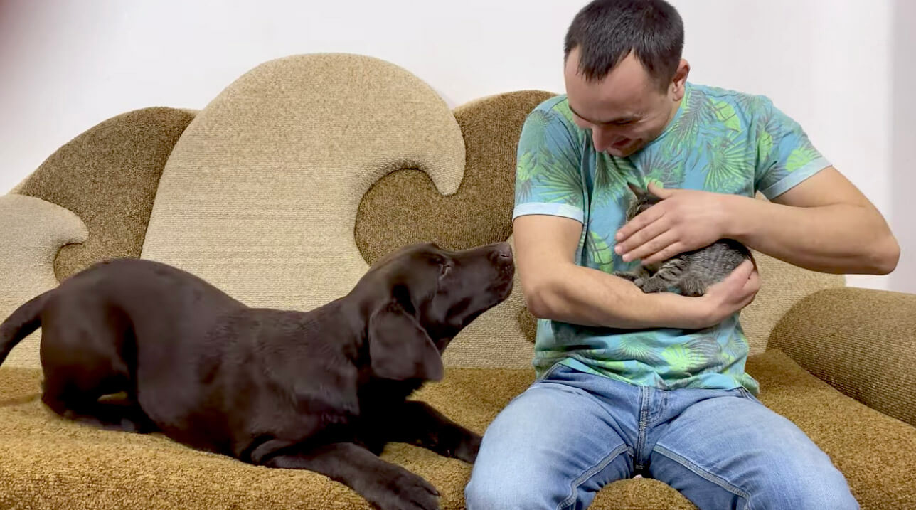 ラブラドールレトリーバー,動画