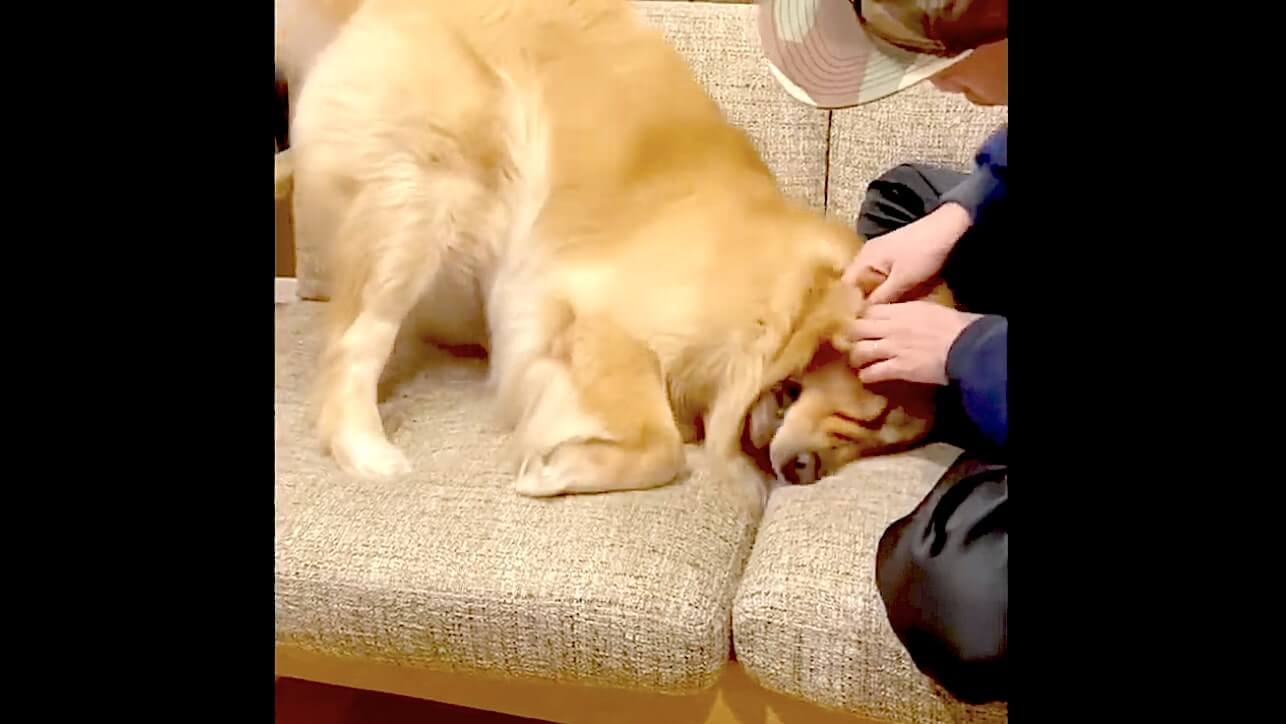 ゴールデンレトリーバー,動画