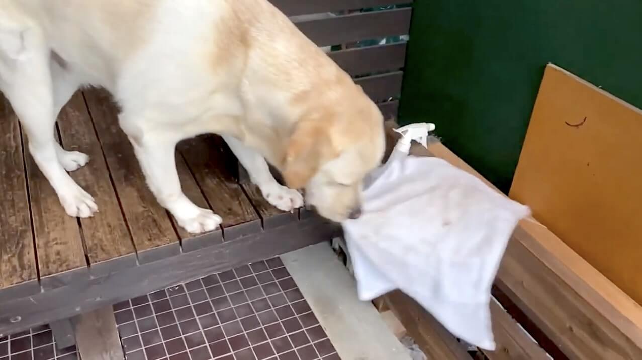 ラブラドールレトリーバー,動画