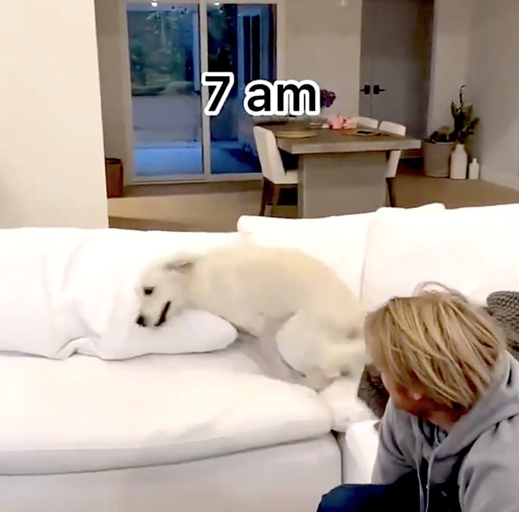 ゴールデンレトリーバー,動画