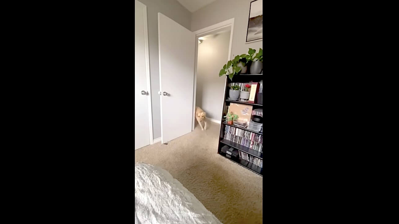 ラブラドールレトリーバー,動画