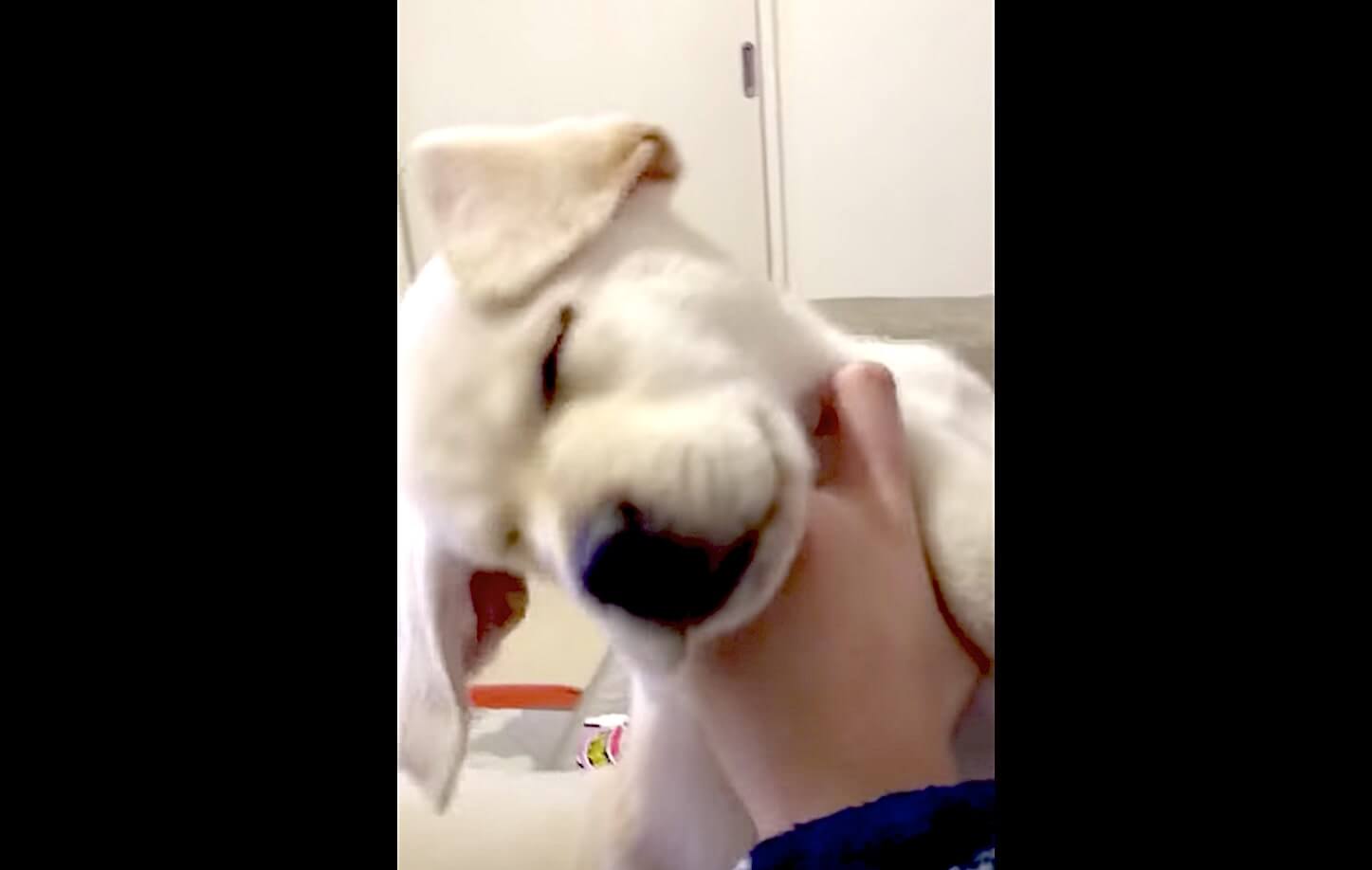 ラブラドールレトリーバー,動画