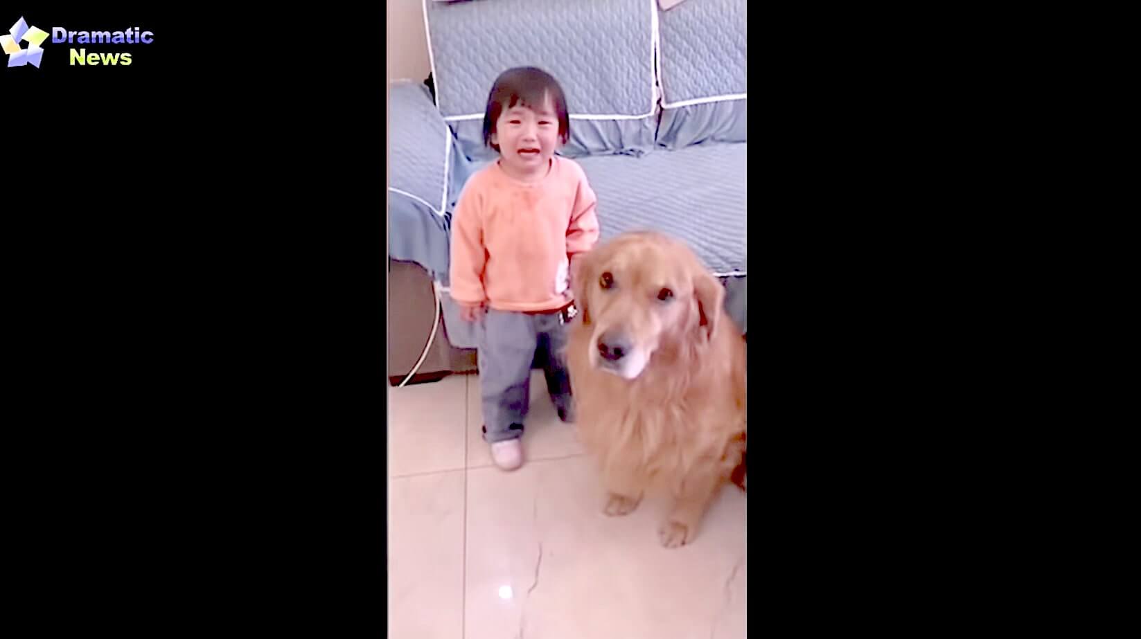 ゴールデンレトリーバー,動画