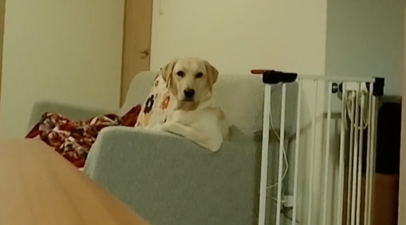 ラブラドールレトリーバー,動画