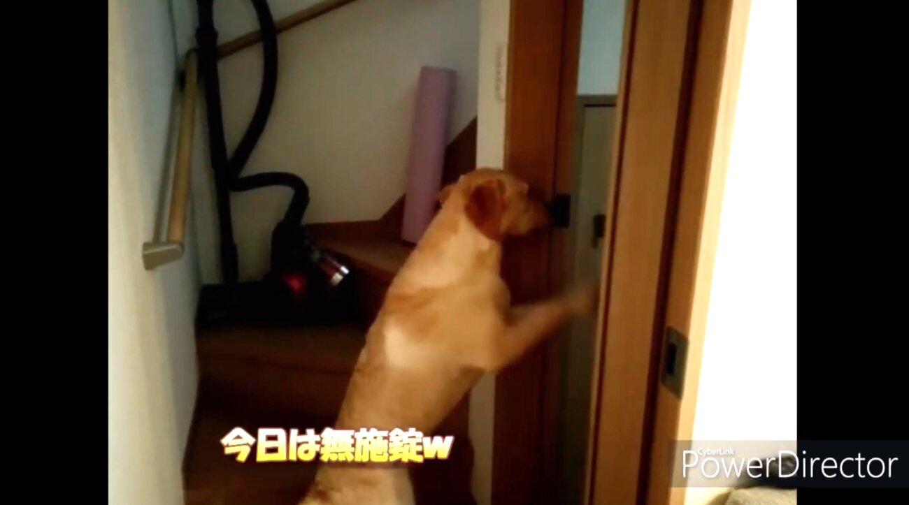 ラブラドールレトリーバー,動画