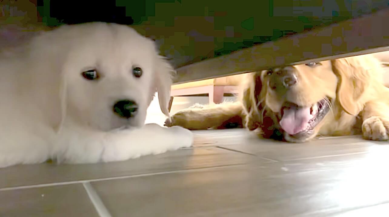 ゴールデンレトリーバー,動画