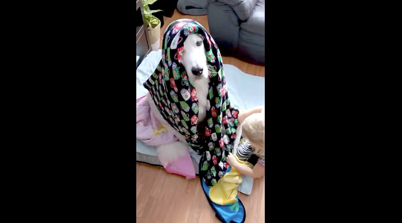 ゴールデンレトリーバー,動画