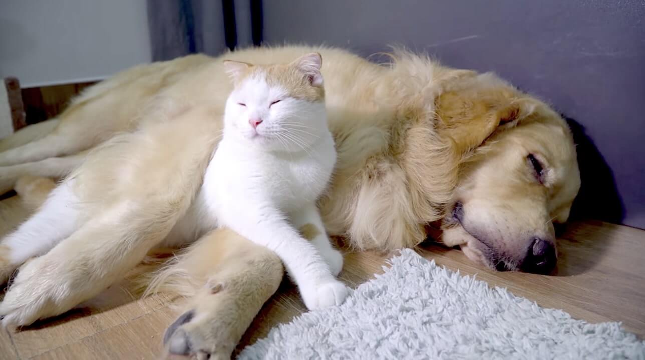 ゴールデンレトリーバー,動画