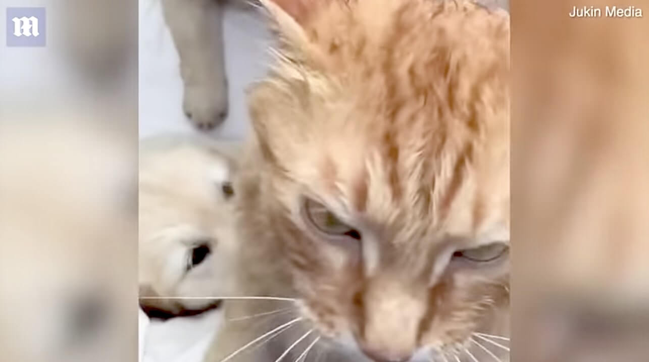 ゴールデンレトリーバー,動画