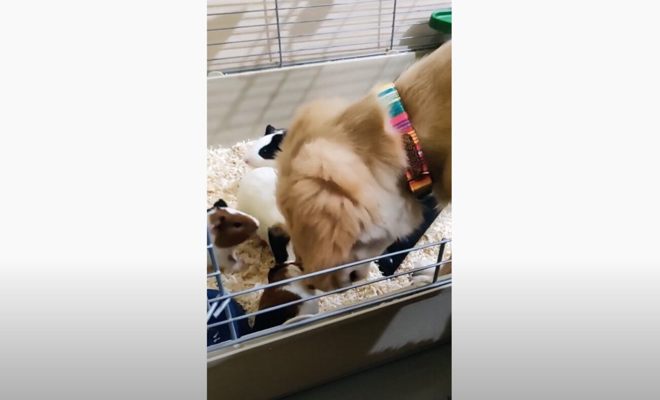 ゴールデンレトリーバー,動画