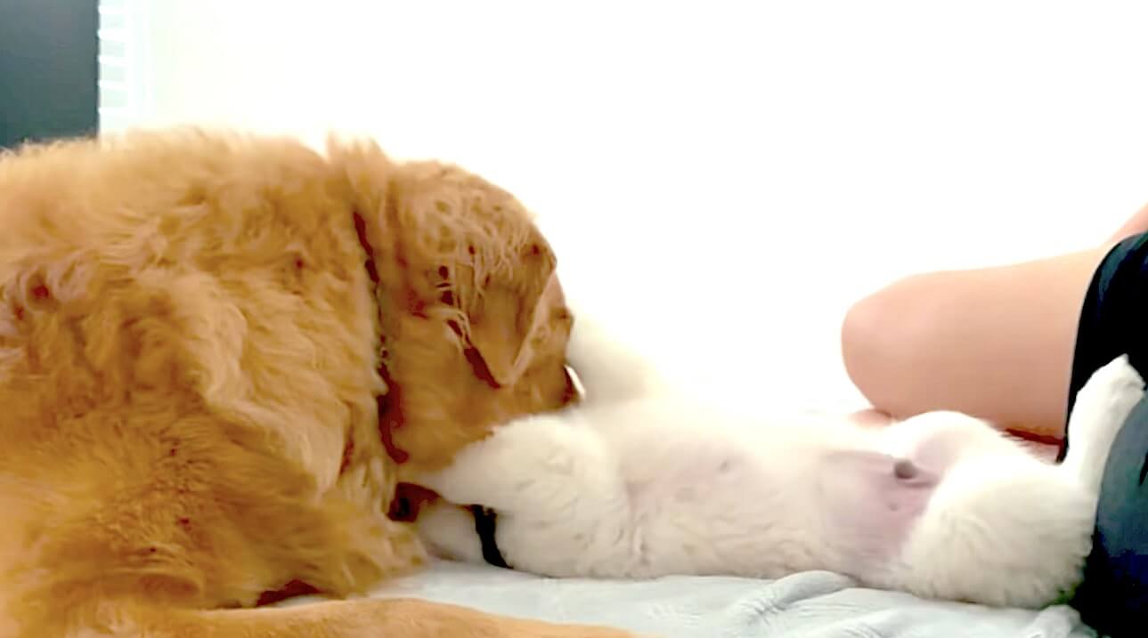 ゴールデンレトリーバー,動画