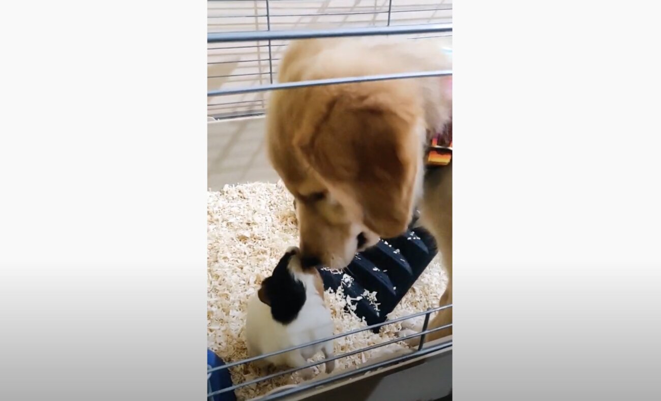 ゴールデンレトリーバー,動画