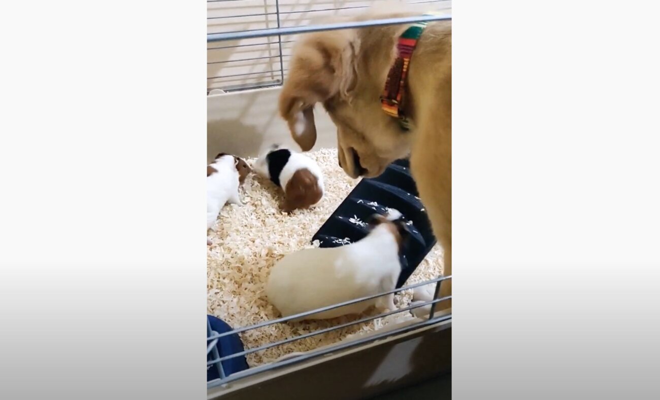 ゴールデンレトリーバー,動画